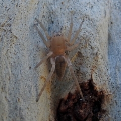 Clubiona sp. (genus) at Macarthur, ACT - 14 Sep 2018