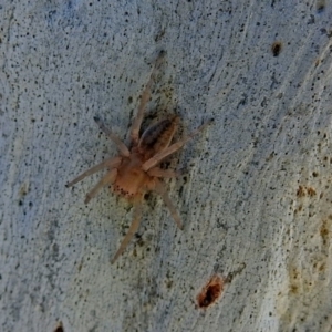 Clubiona sp. (genus) at Macarthur, ACT - 14 Sep 2018