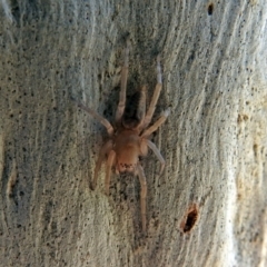 Clubiona sp. (genus) at Macarthur, ACT - 14 Sep 2018