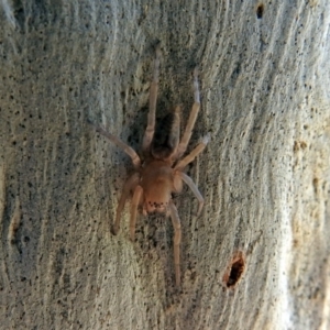 Clubiona sp. (genus) at Macarthur, ACT - 14 Sep 2018