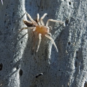 Clubiona sp. (genus) at Macarthur, ACT - 14 Sep 2018