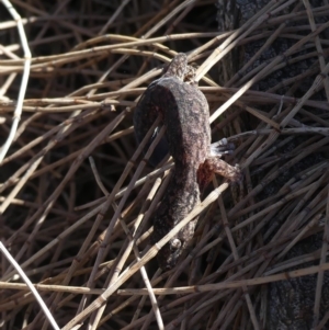 Christinus marmoratus at Majura, ACT - 14 Sep 2018