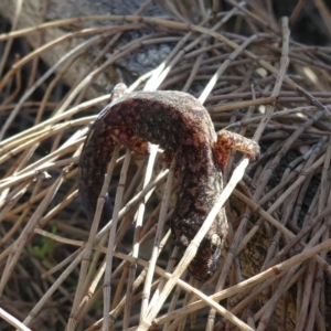 Christinus marmoratus at Majura, ACT - 14 Sep 2018