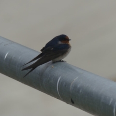 Hirundo neoxena (Welcome Swallow) at Dickson Wetland Corridor - 13 Sep 2018 by WalterEgo