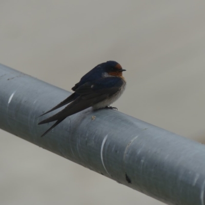 Hirundo neoxena (Welcome Swallow) at Dickson, ACT - 13 Sep 2018 by WalterEgo