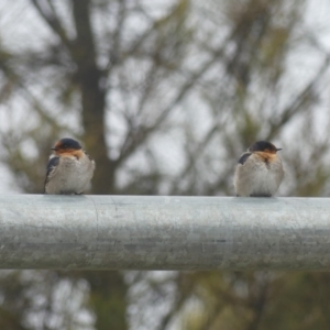 Hirundo neoxena at Dickson, ACT - 14 Sep 2018