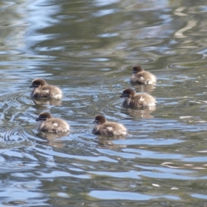 Chenonetta jubata at Dickson, ACT - 14 Sep 2018 09:28 AM