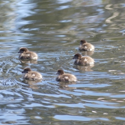 Chenonetta jubata (Australian Wood Duck) at Dickson Wetland Corridor - 13 Sep 2018 by WalterEgo