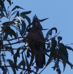 Callocephalon fimbriatum (Gang-gang Cockatoo) at Dickson Wetland Corridor - 13 Sep 2018 by WalterEgo