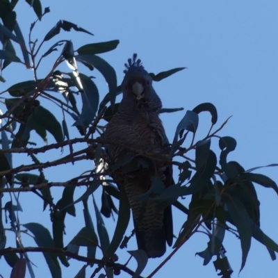 Callocephalon fimbriatum (Gang-gang Cockatoo) at Dickson, ACT - 14 Sep 2018 by WalterEgo