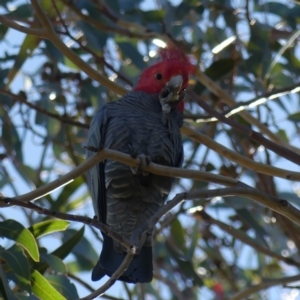 Callocephalon fimbriatum at Dickson, ACT - 14 Sep 2018