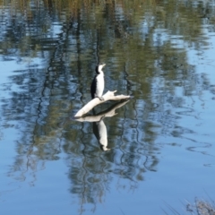 Microcarbo melanoleucos (Little Pied Cormorant) at Dickson, ACT - 13 Sep 2018 by WalterEgo