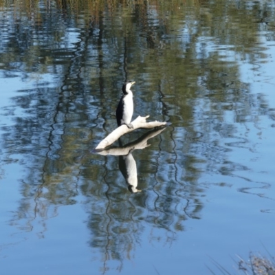 Microcarbo melanoleucos (Little Pied Cormorant) at Dickson Wetland - 13 Sep 2018 by WalterEgo