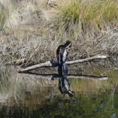 Anhinga novaehollandiae (Australasian Darter) at Dickson, ACT - 13 Sep 2018 by WalterEgo