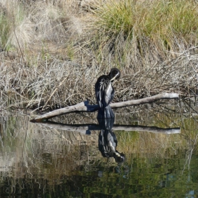 Anhinga novaehollandiae (Australasian Darter) at Dickson, ACT - 13 Sep 2018 by WalterEgo