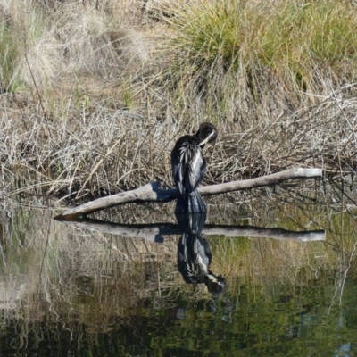 Anhinga novaehollandiae (Australasian Darter) at Dickson Wetland Corridor - 13 Sep 2018 by WalterEgo