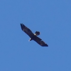 Aquila audax (Wedge-tailed Eagle) at Mount Ainslie - 14 Sep 2018 by WalterEgo