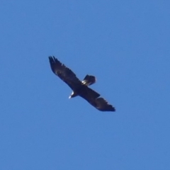 Aquila audax (Wedge-tailed Eagle) at Hackett, ACT - 14 Sep 2018 by WalterEgo