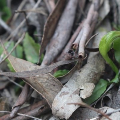 Pterostylis nutans (Nodding Greenhood) at Gundaroo, NSW - 14 Sep 2018 by MaartjeSevenster