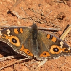 Junonia villida (Meadow Argus) at Red Hill Nature Reserve - 14 Sep 2018 by RobParnell