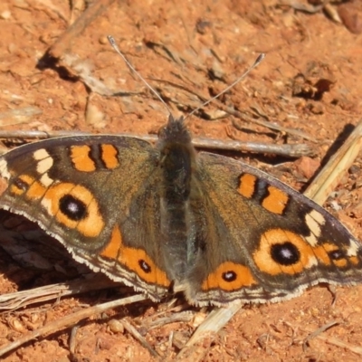 Junonia villida (Meadow Argus) at Red Hill Nature Reserve - 14 Sep 2018 by RobParnell