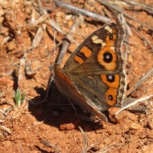 Junonia villida at Deakin, ACT - 14 Sep 2018