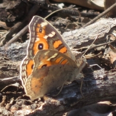 Junonia villida (Meadow Argus) at Red Hill Nature Reserve - 14 Sep 2018 by RobParnell