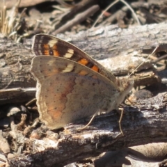 Junonia villida at Deakin, ACT - 14 Sep 2018 12:11 PM