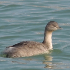 Poliocephalus poliocephalus (Hoary-headed Grebe) at Coombs, ACT - 11 Sep 2018 by michaelb