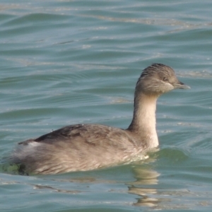 Poliocephalus poliocephalus at Coombs, ACT - 11 Sep 2018