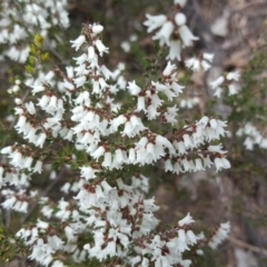 Cryptandra amara (Bitter Cryptandra) at O'Malley, ACT - 15 Sep 2018 by Mike