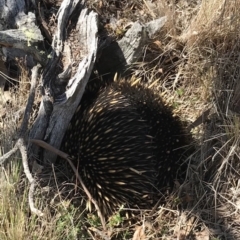 Tachyglossus aculeatus (Short-beaked Echidna) at QPRC LGA - 15 Sep 2018 by yellowboxwoodland