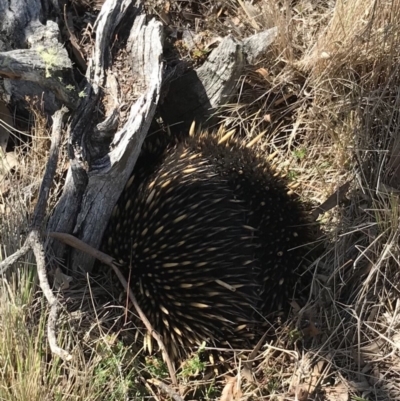 Tachyglossus aculeatus (Short-beaked Echidna) at QPRC LGA - 15 Sep 2018 by yellowboxwoodland