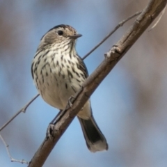 Pyrrholaemus sagittatus (Speckled Warbler) at Molonglo River Reserve - 12 Sep 2018 by SWishart