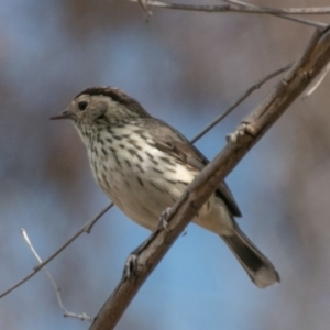 Pyrrholaemus sagittatus at Molonglo River Reserve - 12 Sep 2018