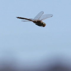 Anax papuensis (Australian Emperor) at Fyshwick, ACT - 14 Sep 2018 by redsnow