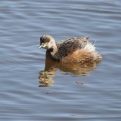 Tachybaptus novaehollandiae (Australasian Grebe) at Jerrabomberra Wetlands - 14 Sep 2018 by redsnow