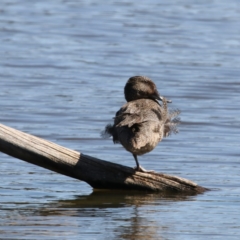 Stictonetta naevosa (Freckled Duck) at Fyshwick, ACT - 14 Sep 2018 by redsnow