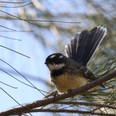 Rhipidura albiscapa (Grey Fantail) at Fyshwick, ACT - 13 Sep 2018 by redsnow