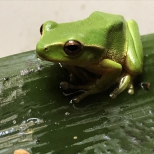 Litoria nudidigita at undefined - 15 Sep 2018