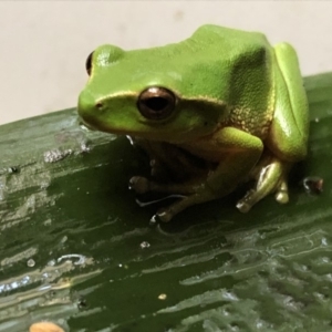Litoria nudidigita at undefined - 15 Sep 2018 01:25 PM