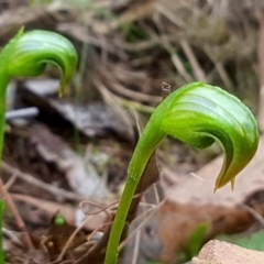 Pterostylis nutans (Nodding Greenhood) at Acton, ACT - 30 Aug 2018 by Maliyan