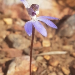 Cyanicula caerulea (Blue Fingers, Blue Fairies) at Crace Grasslands - 11 Sep 2018 by LukeJ