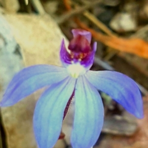 Cyanicula caerulea at Bruce, ACT - 11 Sep 2018