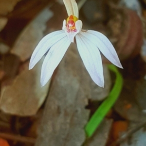 Caladenia sp. at O'Connor, ACT - 11 Sep 2018