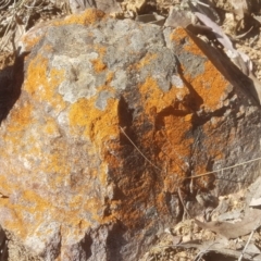 Caloplaca sp. (Firedot Lichen) at Forrest, ACT - 28 Aug 2018 by Maliyan