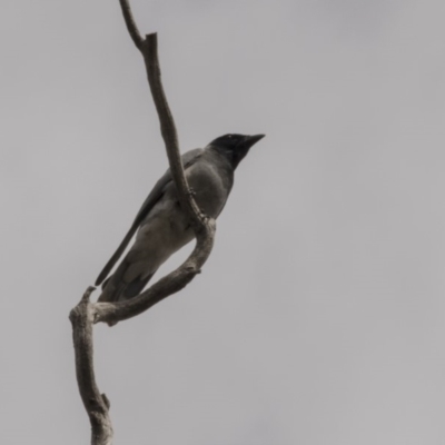 Coracina novaehollandiae (Black-faced Cuckooshrike) at Bruce Ridge to Gossan Hill - 15 Sep 2018 by AlisonMilton