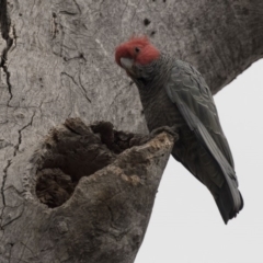 Callocephalon fimbriatum (Gang-gang Cockatoo) at Gossan Hill - 15 Sep 2018 by AlisonMilton