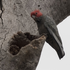 Callocephalon fimbriatum at Bruce, ACT - 15 Sep 2018