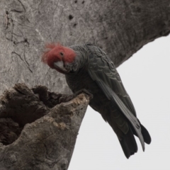 Callocephalon fimbriatum at Bruce, ACT - 15 Sep 2018